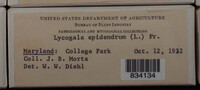Image Associated With the Occurence